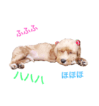 マルプーと一緒。（個別スタンプ：7）