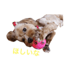 マルプーと一緒。（個別スタンプ：8）