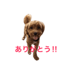 マルプーと一緒。（個別スタンプ：9）