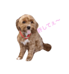 マルプーと一緒。（個別スタンプ：10）