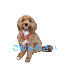 マルプーと一緒。（個別スタンプ：11）