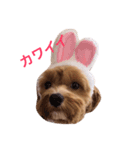 マルプーと一緒。（個別スタンプ：12）