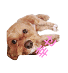 マルプーと一緒。（個別スタンプ：13）