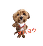 マルプーと一緒。（個別スタンプ：14）