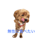 マルプーと一緒。（個別スタンプ：15）