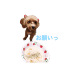 マルプーと一緒。（個別スタンプ：16）