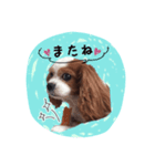 れいちぇるスタンプ（個別スタンプ：4）