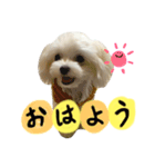 しらたんの日常☆（個別スタンプ：1）