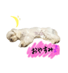 しらたんの日常☆（個別スタンプ：2）