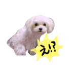 しらたんの日常☆（個別スタンプ：7）