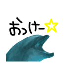 水族館のにんきもの 2（個別スタンプ：3）