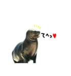 水族館のにんきもの 2（個別スタンプ：8）