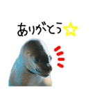 水族館のにんきもの 2（個別スタンプ：10）