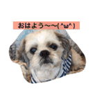 ライちゃん①（個別スタンプ：1）