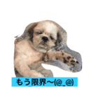 ライちゃん①（個別スタンプ：27）