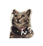 猫助（個別スタンプ：1）