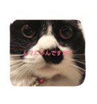 猫助（個別スタンプ：2）