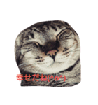 猫助（個別スタンプ：5）