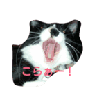 猫助（個別スタンプ：6）