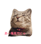 猫助（個別スタンプ：7）