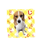 ビーグル犬ジオンの使えるスタンプ（個別スタンプ：1）