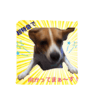 ビーグル犬ジオンの使えるスタンプ（個別スタンプ：2）