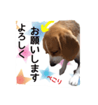 ビーグル犬ジオンの使えるスタンプ（個別スタンプ：3）