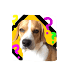 ビーグル犬ジオンの使えるスタンプ（個別スタンプ：4）