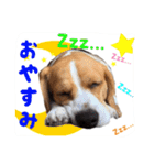 ビーグル犬ジオンの使えるスタンプ（個別スタンプ：6）