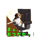 ビーグル犬ジオンの使えるスタンプ（個別スタンプ：7）
