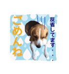 ビーグル犬ジオンの使えるスタンプ（個別スタンプ：8）