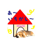 ビーグル犬ジオンの使えるスタンプ（個別スタンプ：10）