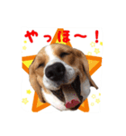 ビーグル犬ジオンの使えるスタンプ（個別スタンプ：11）