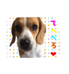 ビーグル犬ジオンの使えるスタンプ（個別スタンプ：12）