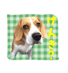 ビーグル犬ジオンの使えるスタンプ（個別スタンプ：13）