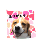 ビーグル犬ジオンの使えるスタンプ（個別スタンプ：15）