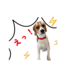 ビーグル犬ジオンの使えるスタンプ（個別スタンプ：16）