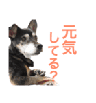 Puru obaachan（個別スタンプ：1）
