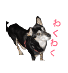 Puru obaachan（個別スタンプ：2）