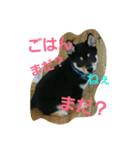 kurosibasorakuntonakamatati（個別スタンプ：8）