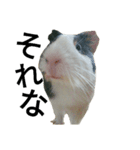 Guinea Pig [Chota]（個別スタンプ：1）
