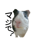 Guinea Pig [Chota]（個別スタンプ：2）