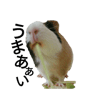 Guinea Pig [Chota]（個別スタンプ：3）