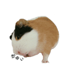 Guinea Pig [Chota]（個別スタンプ：4）