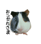 Guinea Pig [Chota]（個別スタンプ：6）