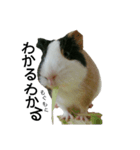 Guinea Pig [Chota]（個別スタンプ：7）