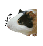 Guinea Pig [Chota]（個別スタンプ：8）