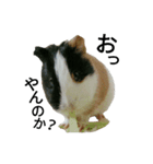 Guinea Pig [Chota]（個別スタンプ：9）