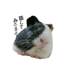 Guinea Pig [Chota]（個別スタンプ：10）