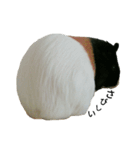 Guinea Pig [Chota]（個別スタンプ：11）